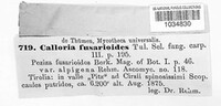 Calloria urticae image